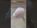 過炭酸ナトリウムでお風呂ピカピカ✨過炭酸ナトリウム