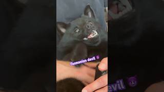 A rare tasmanian devil demands cuddles  #schipperke #dog #pets #cute #pets #shortsfeed #shorts