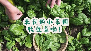 來我的小菜園採收菠菜啦！ #菠菜 #自己種的純天然的綠色蔬菜 #關注我一起學種菜 #我的小菜園 #種植小技巧