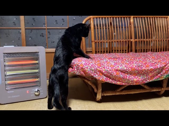 立つ時人間臭く飛ぶ時鈍臭い猫 Awkward  Cat Jumping