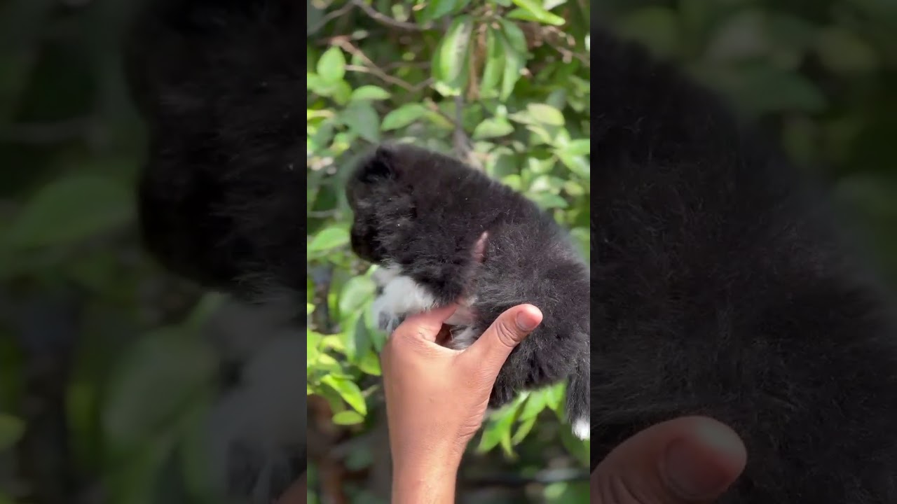 TOY CULTURE POMERANIAN 8130111387 