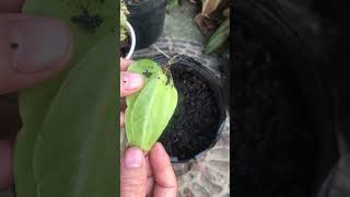 How to grow anthurium flowers that take root the fastest