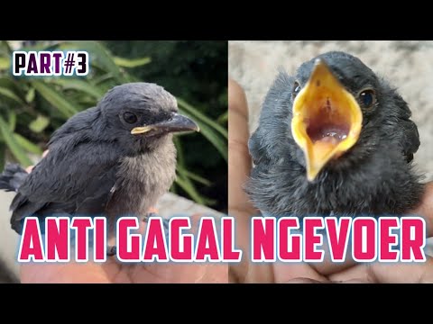 Video: Cara Menjaga Burung Anda Aman Selama Liburan