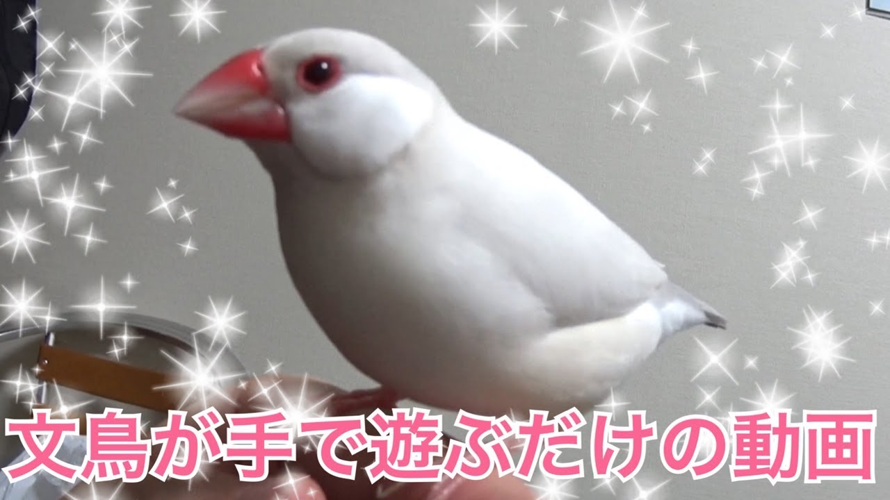 文鳥が手で遊ぶだけの動画【シルバーイノ】Hand riding Java sparrow