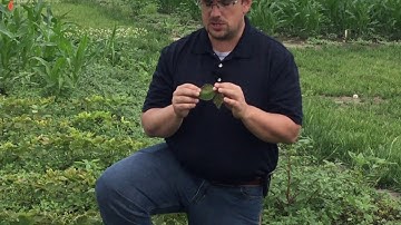 Herbicide site of action demo: Part 9, PS II inhibitors