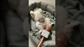 Cute Little Dog Farting Into The Microphone