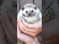 Not Just Dogs or Cats… Even This?