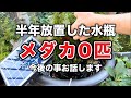 半年放置した水瓶「メダカ0匹」今後の事お話します