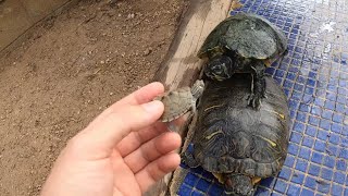 What happens if we put baby turtles together with large turtles?