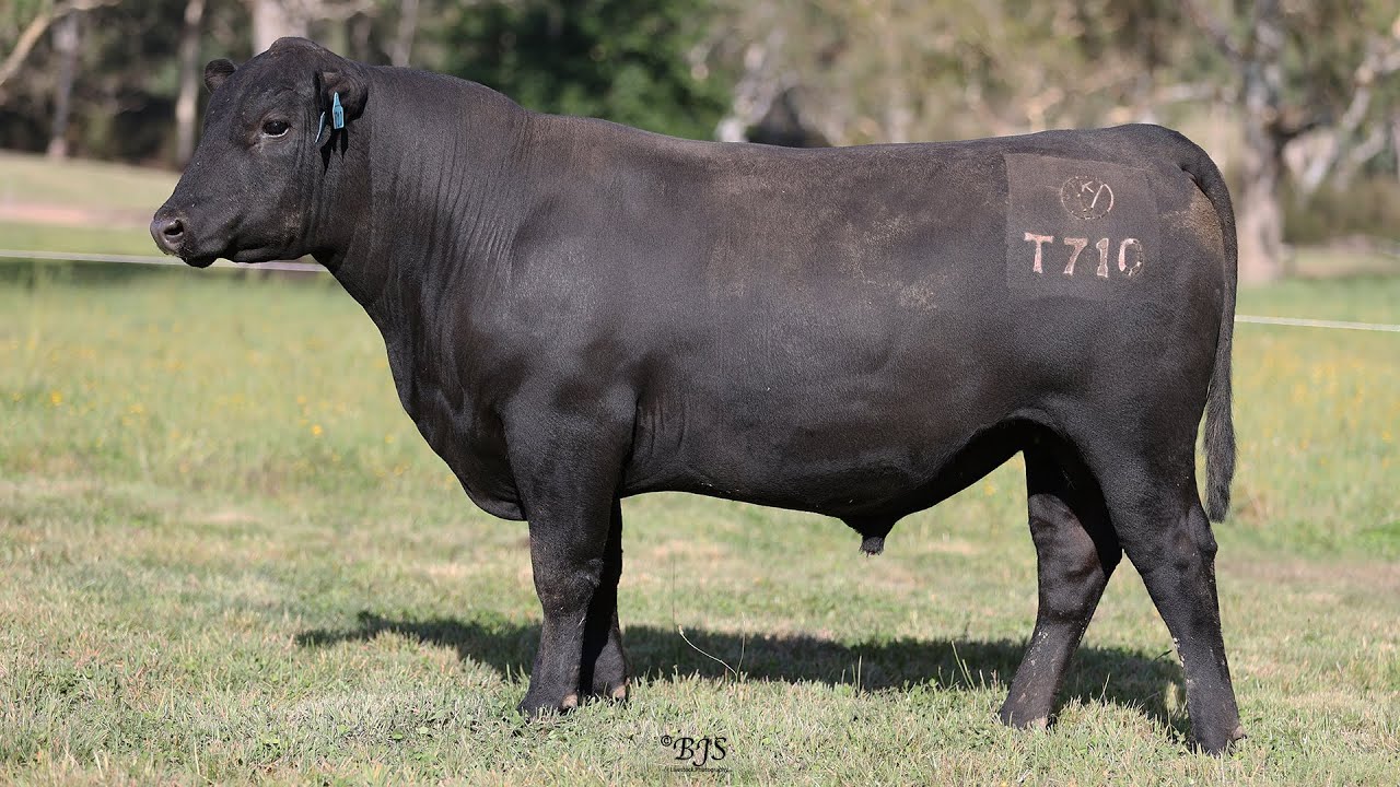 Lot 24 GXN22T710 Kelly Angus 2024 - YouTube