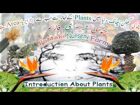 Indoor and outdoor plants or trees