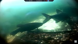 Zeelt Gebruikt Brasem Tegen De Jeuk - Short