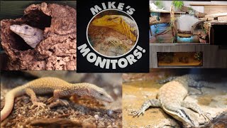 Visiting Mike's Monitors! An Incredible Monitor Reptile Room!!