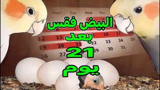 البيض فقس بعد 21 يوم - النظام الغذائي المتبع