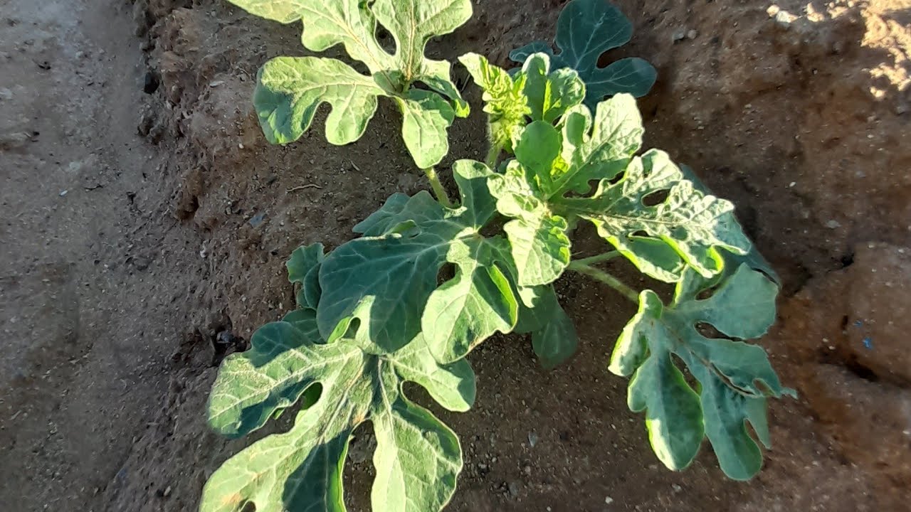 زراعة البطيخ الحبحب الجح على مياه الأمطار ( العثري )  خفض عدد  العروق في كل جورة