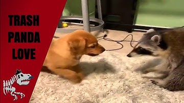 Top We Love Trash Pandas, Animals Best Clips, 4 {Animals Top} {Just Animals} Compilation Animal