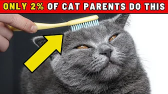 7 Things Cats Love and Only 2% of Owners Actually Do