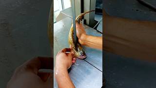 Cutting Giant (River Bila Fish) with Electric Saw Machine