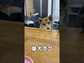 どうしてもご飯を食べたいボブ　#柴犬ロック #柴犬ボブ