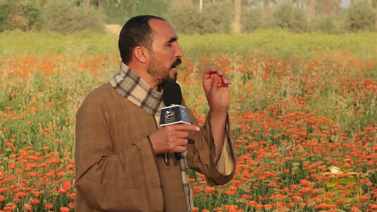 الكالنديولا.. نبات طبي وعطري مذهل سعر الطن يوصل منه لـ 120 أالف جنيه.. ودراسة جدوى لزراعته 💪😍
