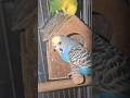 ​नीला और पीला: एक प्यारी जोड़ी #birds #shortvideo #ytshorts #youtubeshorts #parrot