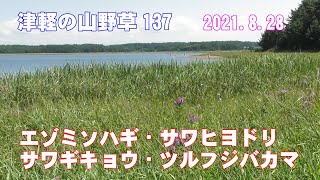 津軽の山野草137(ｴｿﾞﾐｿﾊｷﾞ・ｻﾜﾋﾖﾄﾞﾘ・ｻﾜｷﾞｷｮｳ・ﾂﾙﾌｼﾞﾊﾞｶﾏ)