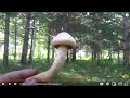 💝 Сбор грибов Рыжиков Маслят Дождевик  Мокруха 28июля Грибы Гриб Рыжик Тихая охота Сибирь Тайга лес