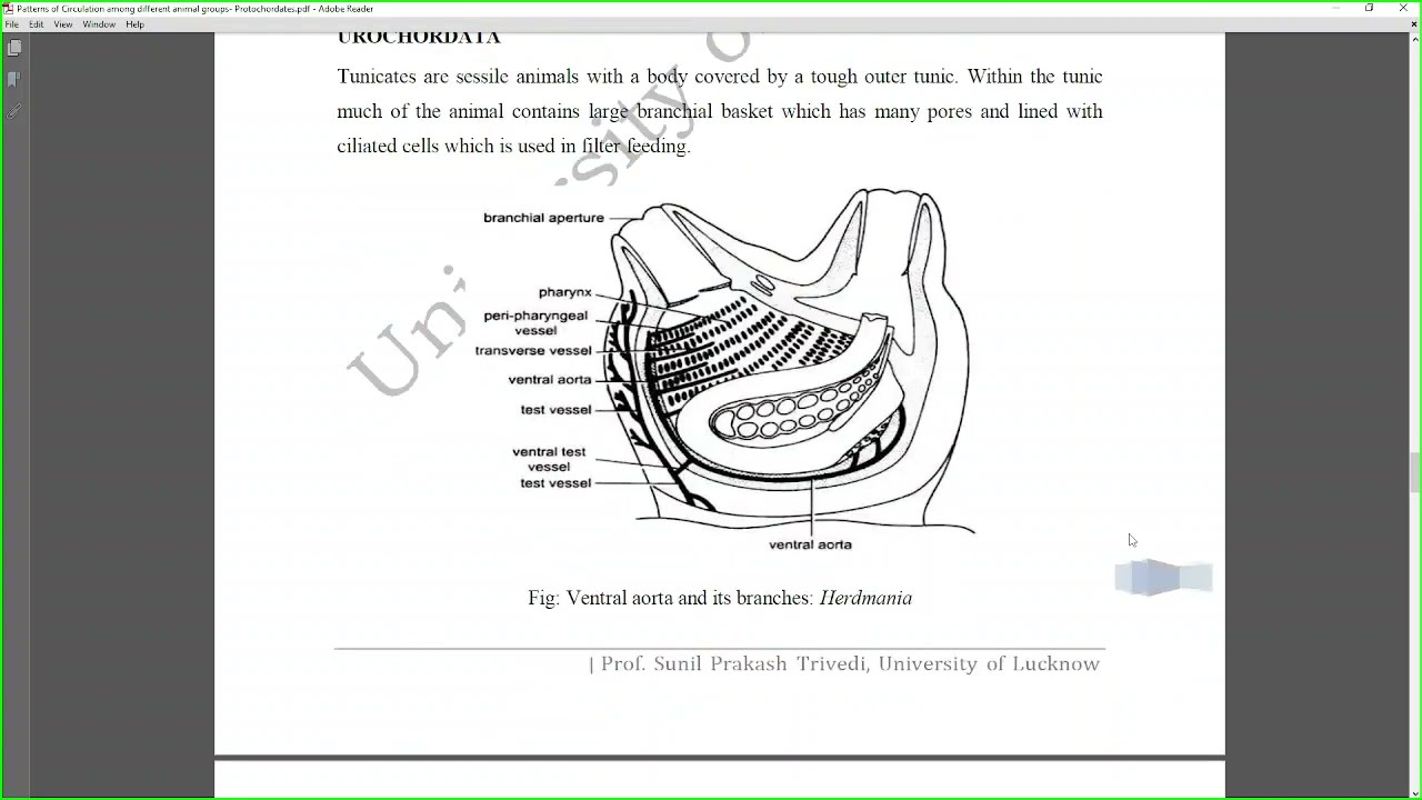 Patterns of Circulation among different animal groups- Protochordates