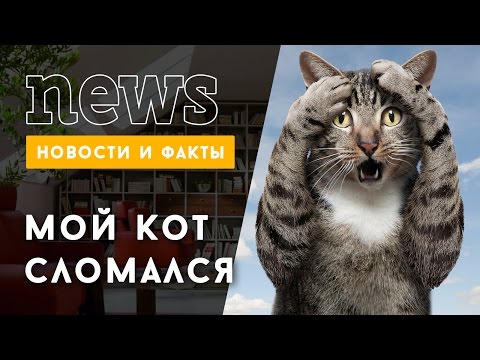 Мой кот сломался!