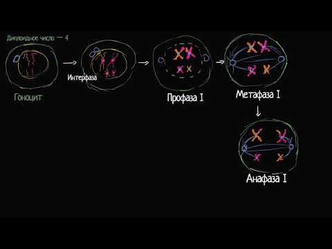 Фазы мейоза I (видео 7)| Деление Клетки | Биология
