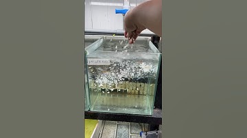 Cá chết lai rai mỗi ngày vài con thì phải làm sao? P2#guppy #ca7mau #nhacabaymau #cabaymau