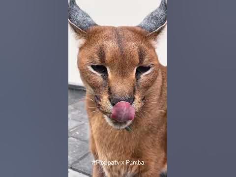 Caracal Pumba Hissing : Floppa #shorts - YouTube