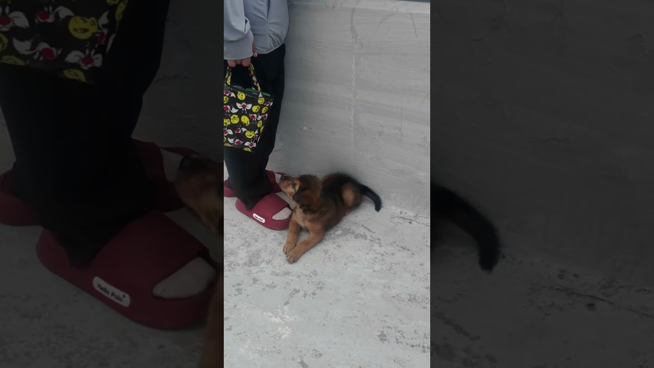 Satuek Long Boat Race festivalin en tatlı konuğu