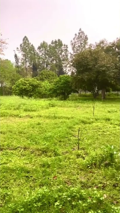 Beautiful Rainy Weather in the Countryside feat. Muhammad Nabina by Ayisha Abdul Basith #shorts