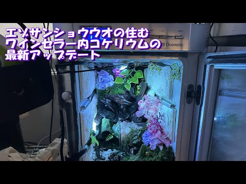 【コケリウム】エゾサンショウウオの住むワインセラー内コケリウムの最新アップデート【vlog】