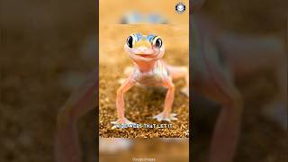 Web-Footed Gecko 🤯 Drinks Water Through Its EYES!