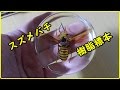 スズメバチ樹脂標本