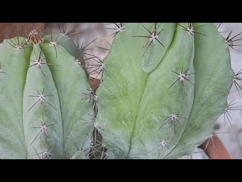 Video: Typer of Stenocereus Cacti: Information om Stenocereus Cactus