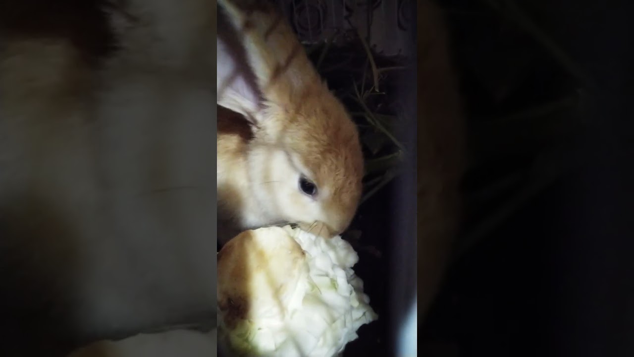 Cute rabbit is happy her name Misha. '