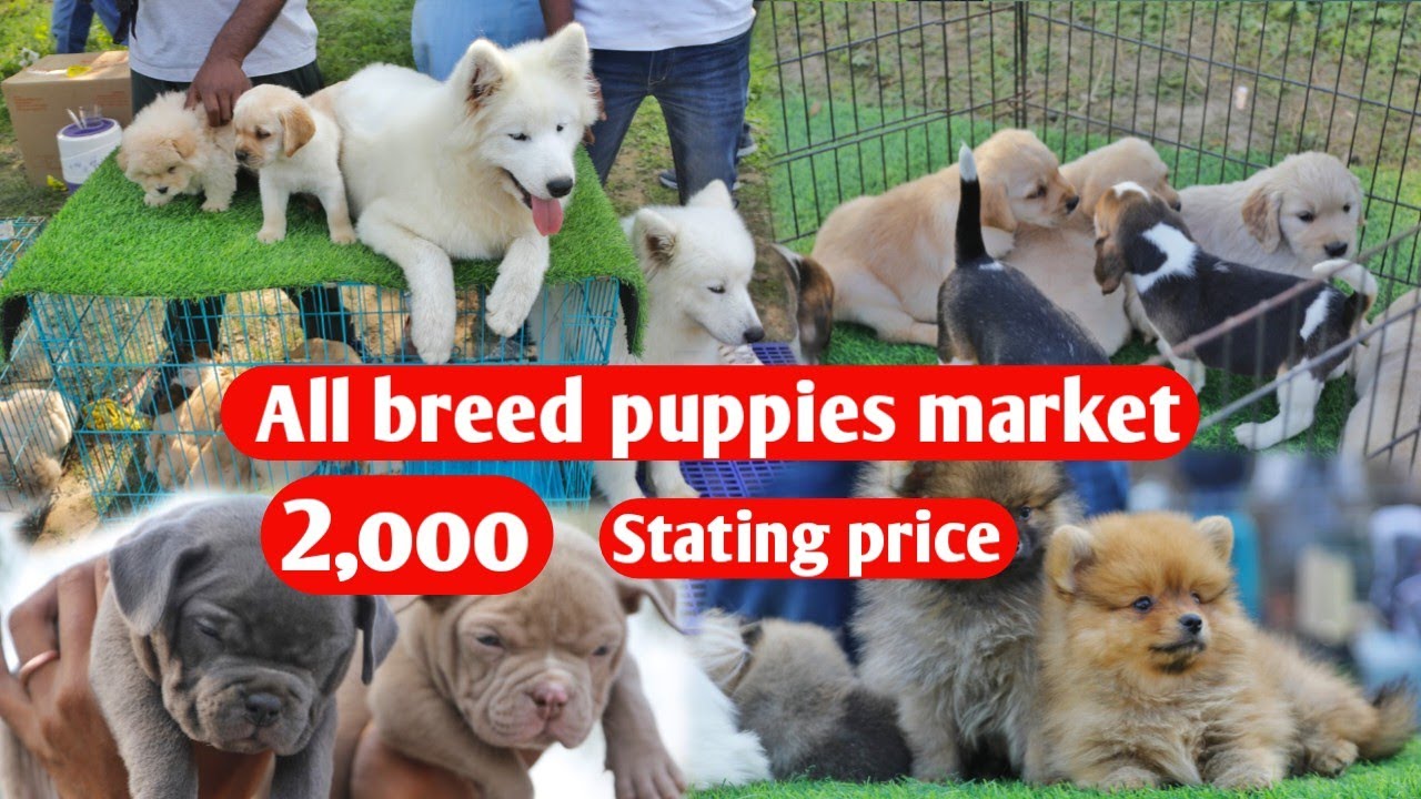 All breed puppies market with phone number and details Rs 2000