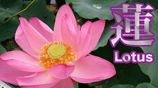 Naganuma Lotus Festival - 長沼はすまつり