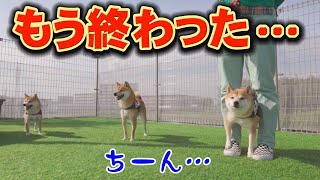 I went to a private dog run, but my Shiba Inu wouldn't run at all... by 豆柴おもしろ4兄妹 11,603 views 4 weeks ago 9 minutes, 6 seconds