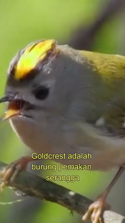 Burung Goldcrest Sikecil Cerewet