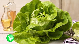 Вся правда о салате. Листья салата - польза и вред для здоровья.
