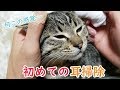 初めての耳掃除が気持ち良すぎて涙を浮かべる子猫