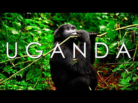 Uganda | Tracking the Mountain Gorillas of Bwindi