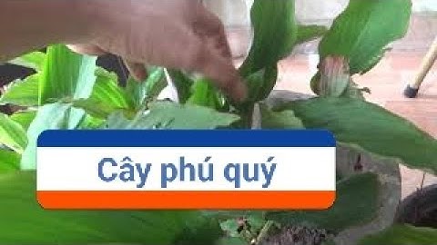 ngải đen chiêu tài - bí mật của các tỷ phú - trồng cây ngải đen trên lầu