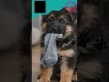 Facts about Puppy Development
