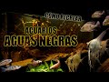 Cmo recrear acuarios de aguas negras  gua completa