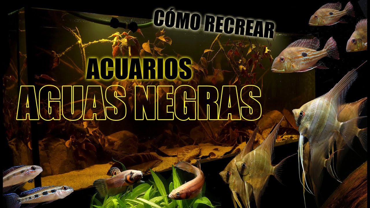 Cómo recrear acuarios de aguas negras - Guía completa